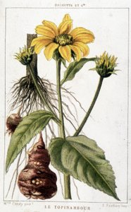 Botanische Tafel, die eine Topinambur zeigt