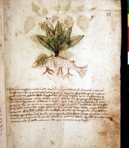Botanische Tafel, die das Gras „luccia maggiore“ oder pfeilförmiges Gras darstellt. Bibliothek von Rimini von Unknown artist