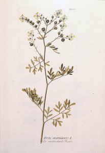 Botanische Tafel: Weinraute (Ruta graveolens)