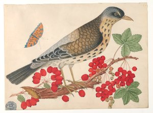 Brauner Vogel auf Ast mit Persimonen und einem Schmetterling