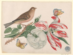 Brauner Vogel auf Zweig mit Rose, Tulpe und Insekten von Unknown artist