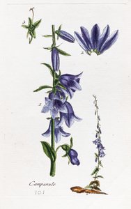 Pfirsichblättrige Glockenblume