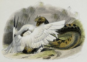 Ceraste (Schlange aus der Familie der Vipern) schlägt einen Vogel. Gravur des 19. Jahrhunderts nach der Zeichnung des französischen Naturforschers Lacepede (1756-1709) von Unknown artist