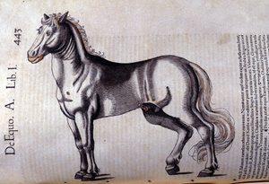 Pferd in der Historia Animalium von Conrad Gesner (1516 - 1565), Tiguri