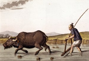 China, Pflügen von Reisfeldern mit Rindern - in „Die alte und moderne Tracht“ von Jules Ferrario von Unknown artist