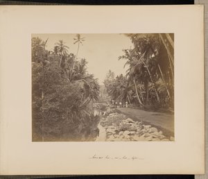Kokosnusshain bei Galle, Ceylon von Unknown artist