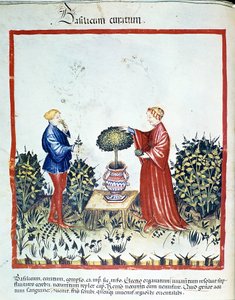 Basilikum sammeln. Illumination aus dem Handel mit Medizin und Diätetik „Tacuinum sanitatis“ nach dem Handel mit Medizin „Kitabtaqwim as-sihha“ von Ibn Butlan