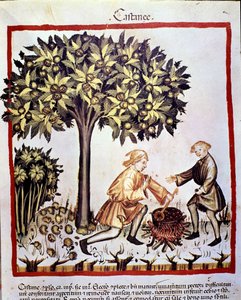 Sammlung und Vorbereitung von Kastanien im Herbst. Illumination aus dem „Tacuinum sanitatis“ von Unknown artist