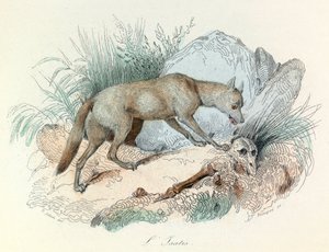 "Gesammelte Werke von Buffon" mit Linné