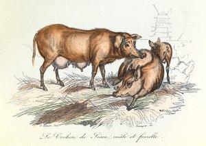 "Gesammelte Werke von Buffon" mit Linné