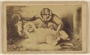 Kopie eines Gemäldes, das einen Affen zeigt, der eine Ratte am Schwanz vor einem kleinen weißen Hund hält von Unknown artist