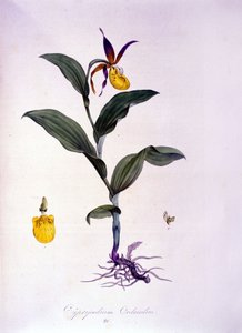 Cypripedium calceolus: Orchideenart von Unknown artist