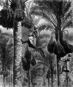 Dattelernten in Ceylon (heutiges Sri Lanka). Gravur aus dem 19. Jahrhundert von Unknown artist