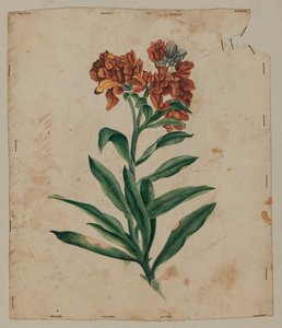 Entwurfszeichnung, frühes 18. Jahrhundert von Unknown artist