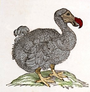 Dodo oder Dronte. Vogel ausgestorben - in „De Indiae utriusque re naturali et medica“ von Gulielmi Pisonis, Amsterdam von Unknown artist