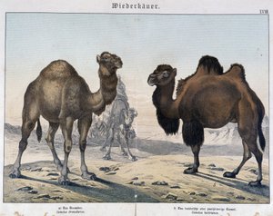 Dromedar und Kamel - in Natural histories of mammals, ed. Schreiber, München von Unknown artist