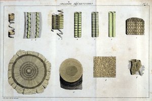 Elementarorgane: in „Flora Francoise, oder eine kurze Beschreibung aller Pflanzen, die natürlich in Frankreich wachsen, geordnet nach einer neuen Analysemethode, an die wir die Angabe ihrer weniger zweideutigen Tugenden in der Medizin und ihrer Nützlichkei von Unknown artist