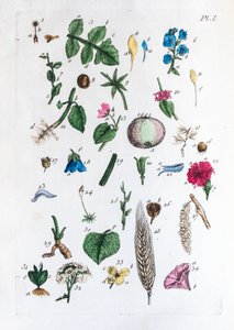 Elementartabelle der Figuren und ihrer Namen in Flora Parisiensis von Unknown artist