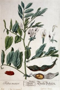 Faba Major (Sumpfbohne) - botanische Tafel von Unknown artist