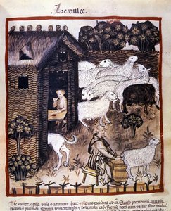 Bauernarbeit: Schafe melken zur Milch- und Käseproduktion. Illumination aus dem „Tacuinum sanitatis“
