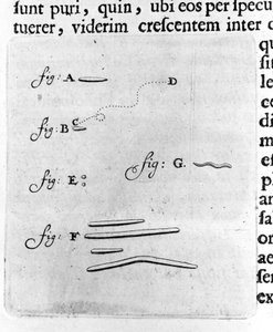 Erste Darstellung von Bakterien. Beschreibung von dem niederländischen Händler und Wissenschaftler Antoine van Leeuwenhoek (1632-1723) nach einer Untersuchung von Bakterien in seinem Mund. Gravur aus „Arcana Natura Detecta“ 1695