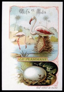 Flamingo - Eier und Nester. Chromolithografie aus dem 19. Jahrhundert von Unknown artist