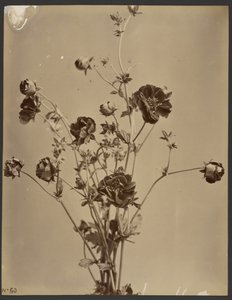 Blumenstudie von Unknown artist