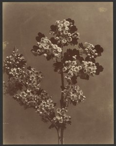 [Blumenstudie mit mehreren Blumensträußen] von Unknown artist