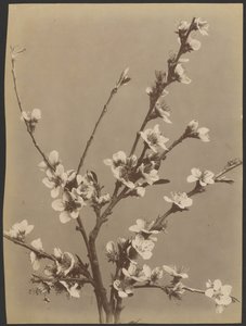 [Blumenstudie mit kleinen weißen Blumen] von Unknown artist