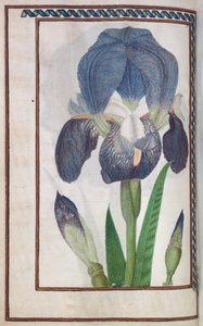 Florilegium: Blaue und weiße Iris (Seite 14 verso)