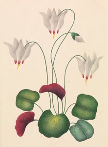 Blume mit drei Blüten