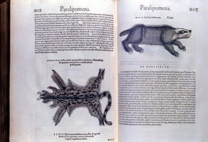 Pelztiere - in Historia Animalium von Conrad Gesner (1516-1565), Tiguri