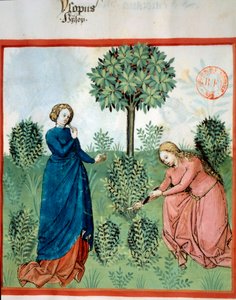 Hyssop holen. Zwei Frauen schneiden Zweige von Hyssop (medizinische und aromatische Pflanze). Miniatur in „Tacuinum sanitatis. Taqwim es siha“ (Folio 30), geschrieben von Ibn Butlan, um 1445-1451. Paris, BN