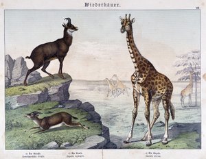 Giraffe, Gämse und Gazelle - in "Naturgeschichte der Säugetiere", ed. Schreiber