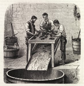 Sortieren der Trauben auf einem Gitter während des Prozesses der Herstellung von Qualitätswein aus Burgund. Gravur aus dem späten 19. Jahrhundert