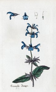 Großer Salbei