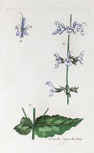 Großer Waldsalbei