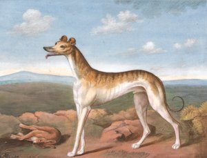 Windhund: Nach links gewandt, mit einem toten Hasen zu seinen Füßen