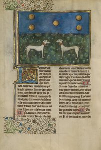Windhunde von Unknown artist