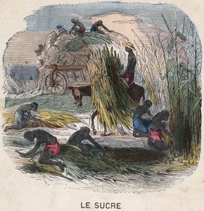 Zuckerrohrernte in Westindien. Illustration des 19. Jahrhunderts. Sammlung Bianchetti. von Unknown artist