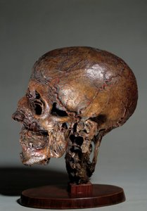 Menschlicher anatomischer Kopf, hergestellt durch Wachsinjektionen