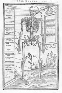 Menschliches Skelett, vorderer Teil. Anatomische Tafel aus „De dissectione partium corporis humani libri tres...“ Carlo Stefano Riverio, Paris 1545