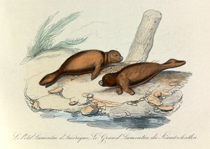 Illustration aus dem Buch "Gesammelte Werke von Buffon": Die Vierfüßler (Gravur) von Unknown artist