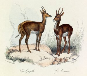 Illustration aus dem Buch "Gesammelte Werke von Buffon": Die Vierfüßler: Die Gazelle und die Corine (Gravur)