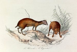 Illustration aus dem Buch "Gesammelte Werke von Buffon": Les Quadrupedes: L