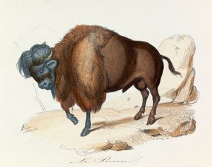 Illustration aus dem Buch "Gesammelte Werke von Buffon": Die Vierfüßler: Der Bison (Gravur)