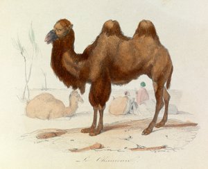 Illustration aus dem Buch "Gesammelte Werke von Buffon": Les Quadrupedes: Le cameau (Gravur) von Unknown artist