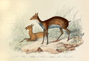 Illustration aus dem Buch "Gesammelte Werke von Buffon": Die Vierfüßler: Der Hirschferkel und der Hirschferkel von Ceylon (Gravur)