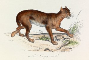 Illustration aus dem Buch "Gesamtausgabe von Buffon": Die Vierfüßler: Der Puma (Gravur)