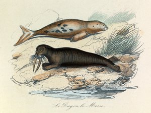 Illustration aus dem Buch "Gesammelte Werke von Buffon": Les Quadrupedes: Le dugon et le walrus (Gravur)